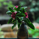 金边瑞香盆栽带花苞客厅室内花好养花卉浓香型冬季开花耐寒植物