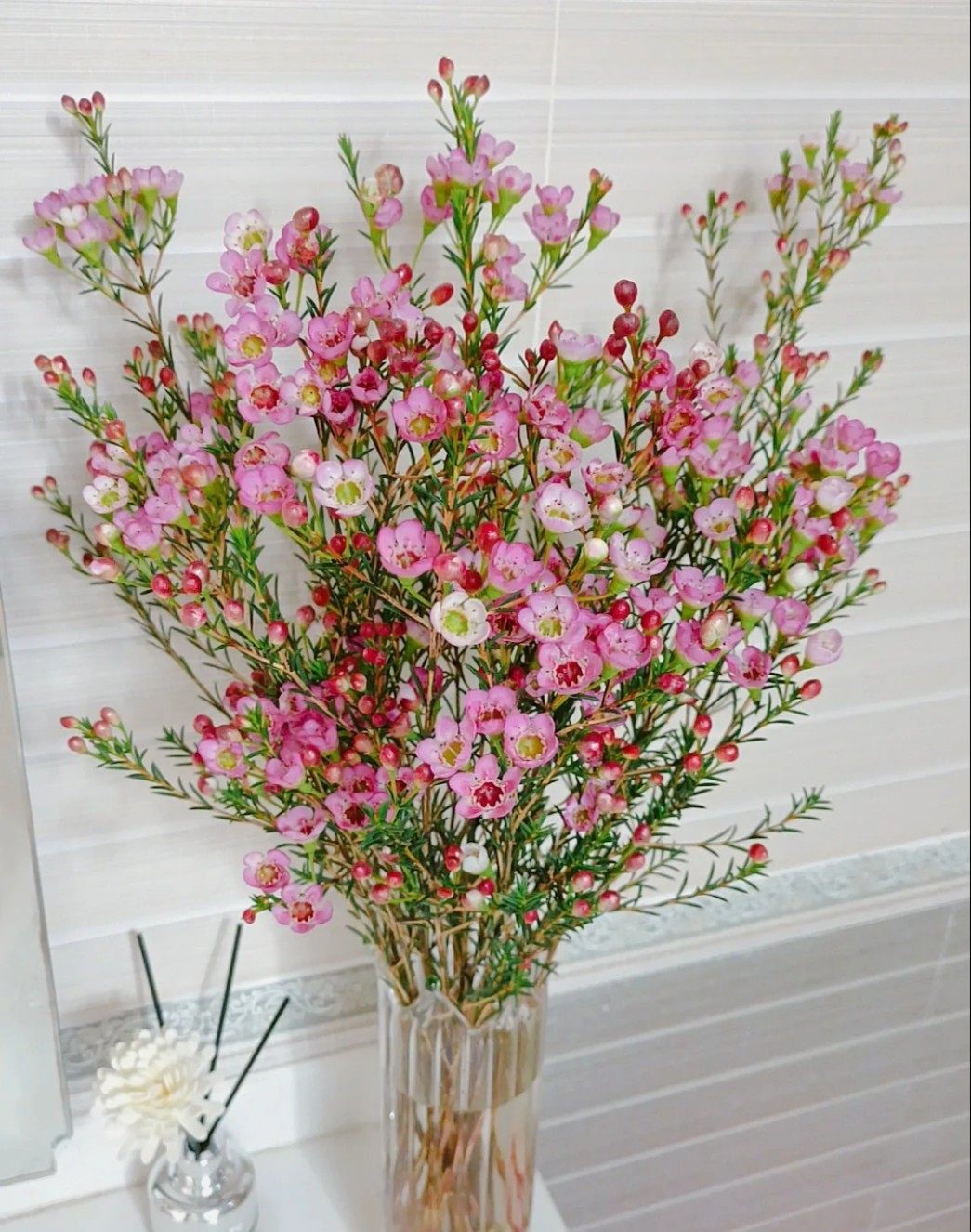 澳洲腊梅水养鲜切花昆明基地直邮家庭装饰插花婚庆配花混搭花束