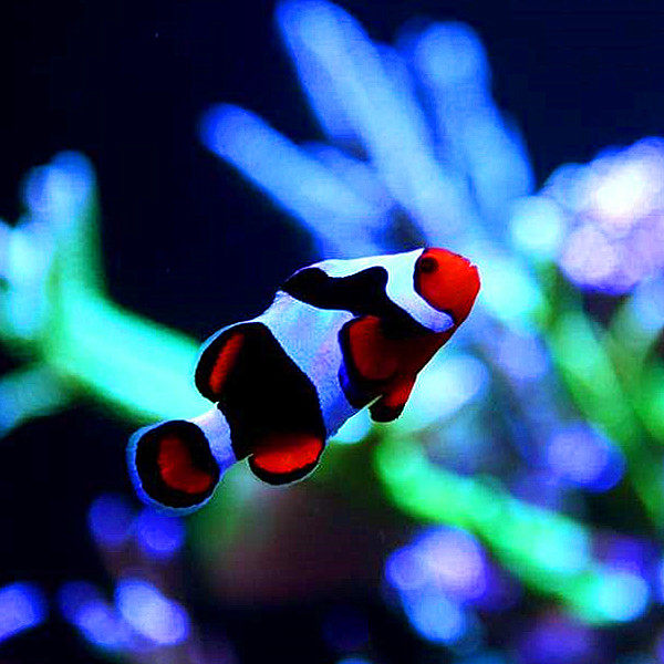 全黑背心海水鱼 活体 海水鱼 观赏鱼 公子小丑鱼 黑背心小丑鱼