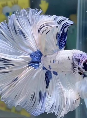 泰国斗鱼马尾狮王半月活体热带鱼仙女鱼谈水鱼好养耐养观赏鱼鱼缸