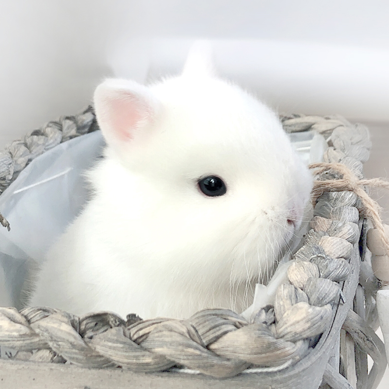 迷你小型不大宠物蟒蛇长兔子凤眼兔子兔茶杯西施猫猫活体活物包邮侏儒吃人后肚子会不会变大图片