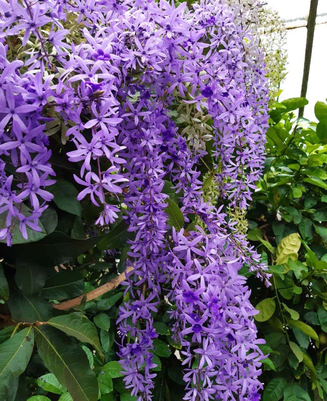 大花蓝花藤蓝花藤女王爬藤植物大花耐热紫庭院多年生蓝花藤许愿藤