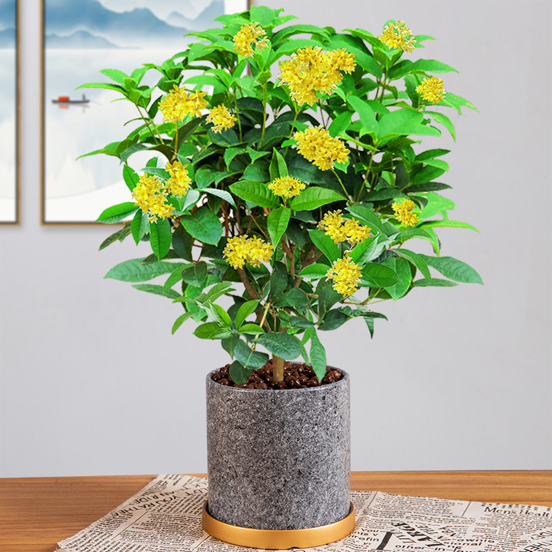 桂花盆栽树苗阳台花卉植物四季开花