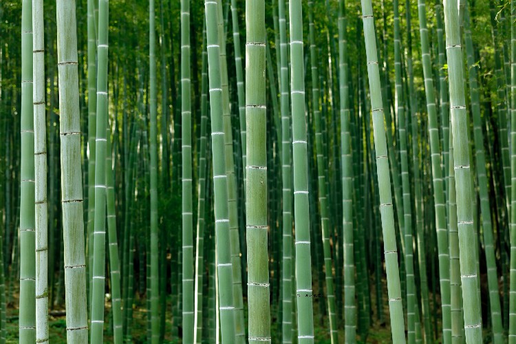 香料竹香韩国candleworks原装进口香薰蜡烛diy专用精油香薰蜡烛