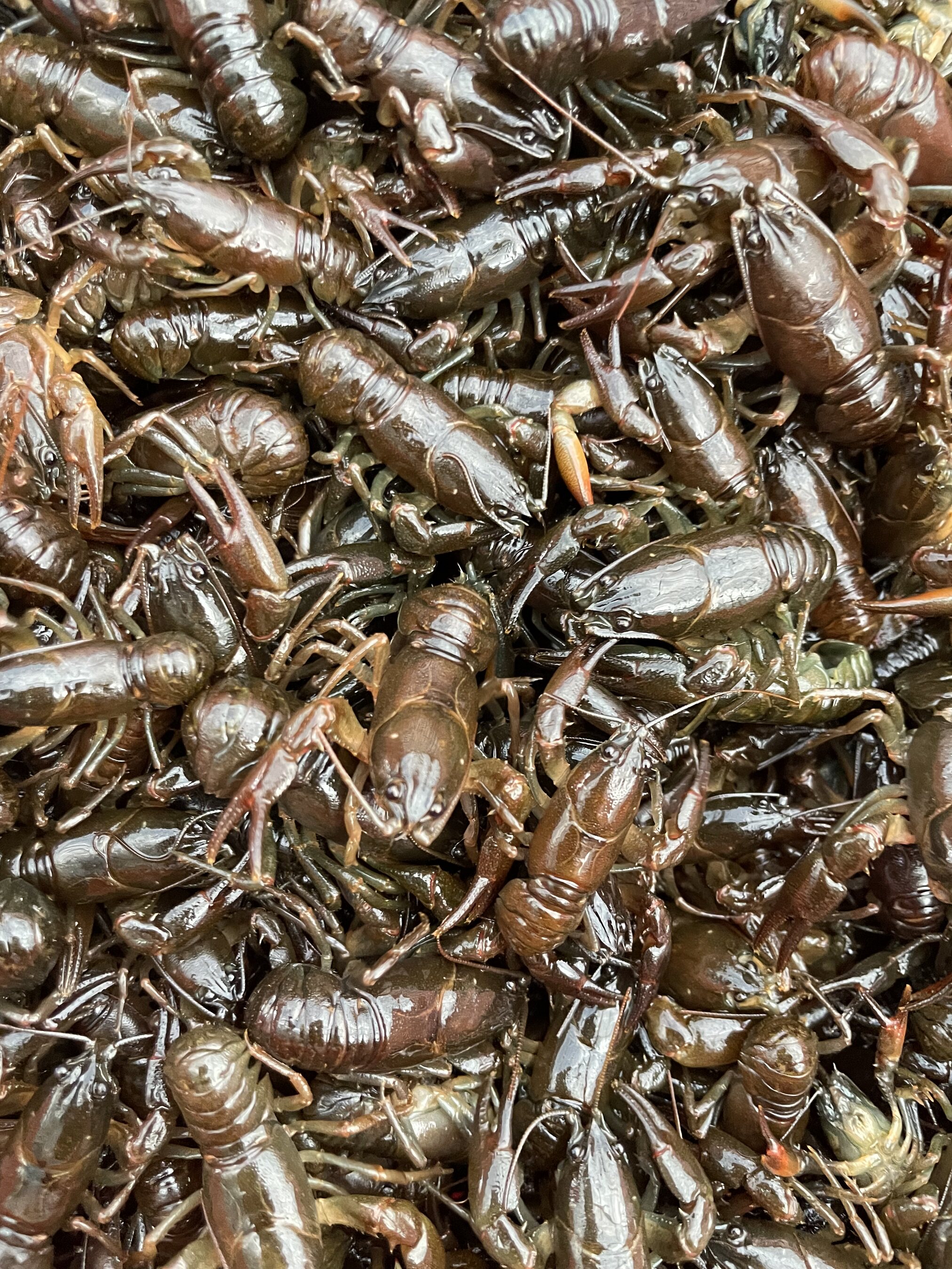 东北蝲蛄《蝲蛄豆腐》冷冻冰鲜发货 一份一袋750g