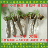 小茴香苗 茴香根新鲜盐茴谷香根茴香子香丝菜4-5年苗 有老茴香根|ru 小茴香苗 茴香根新鲜盐茴谷香根茴香子香丝菜4-5年苗 有老茴香根|ru