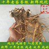 老茴香根新鲜现挖小茴香根谷香茴香子香丝菜盐茴有小茴香苗茴香杆|ru 老茴香根新鲜现挖小茴香根谷香茴香子香丝菜盐茴有小茴香苗茴香杆|ru