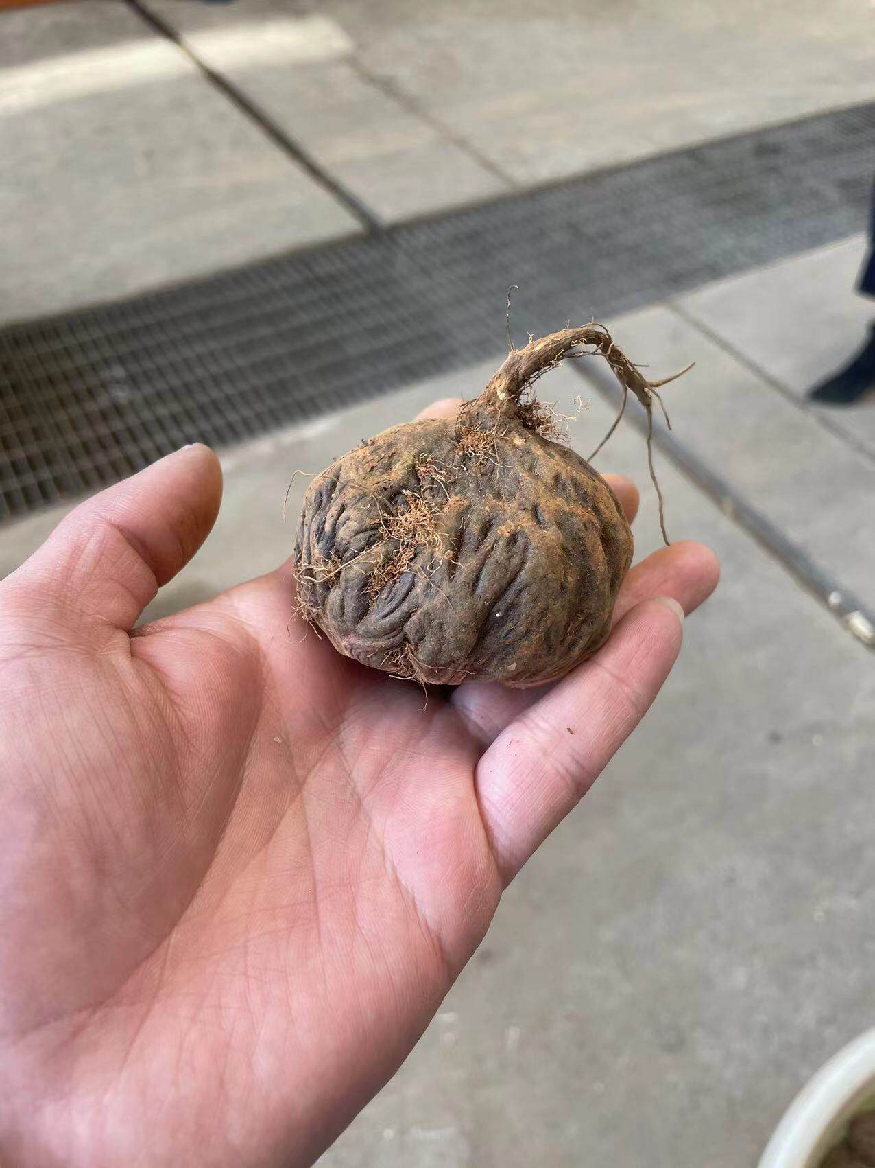 鲜玛卡新鲜大额优惠券