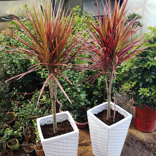 彩虹铁五彩千年木盆栽铁皮石斛苗办公室绿萝发财树兰花卉水培植物