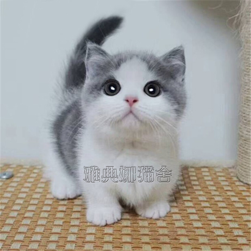 Manchi Pygmy cat Short legs Xiaozhan Same item Cub Kitty Living creatures Pet catin the Pet/Pet food and supplies , Kitty category - from Buy2taobao.com to provide professional Taobao agent buy service