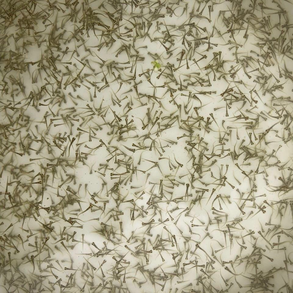 【各种水花鱼苗】鲮鱼水花麦鲮土鲮鱼麦穗鱼红眼鳟水花黄骨鱼水花