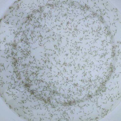 水花鱼苗白鲢花鲢鲤鱼鲫鱼草鱼黄尾鱼鳊鱼罗非青鱼黑鱼鳊鱼鲮鱼