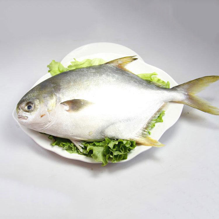 [牛牯湾]金鲳鱼新鲜鲜活冷冻包邮【1.5千克】湛江特产