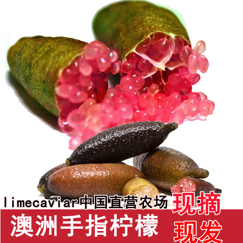 手指柠檬澳洲指橙水果新鲜青柠檬鱼子酱40g指橘Finger Lime包邮在类目 水产肉类/新鲜蔬果/熟食, 新鲜水果, 柠檬中 - 来自Buy2taobao.com提供专业的淘宝代购服务
