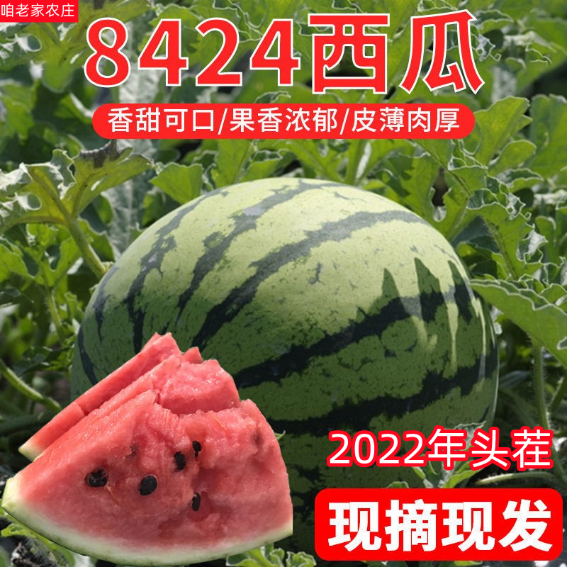 河南当季水果薄皮8424西瓜富硒美都麒麟西瓜超甜4-5斤新鲜大西瓜