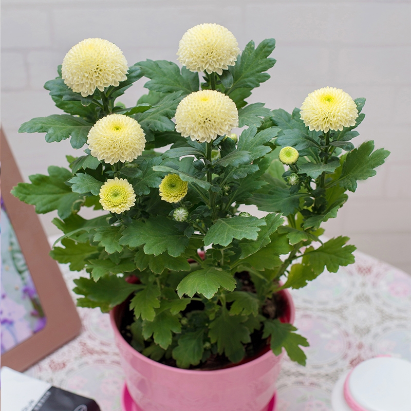乒乓菊鲜花盆栽植物阳台室内室外庭院球菊花苗带花绿植四季花卉