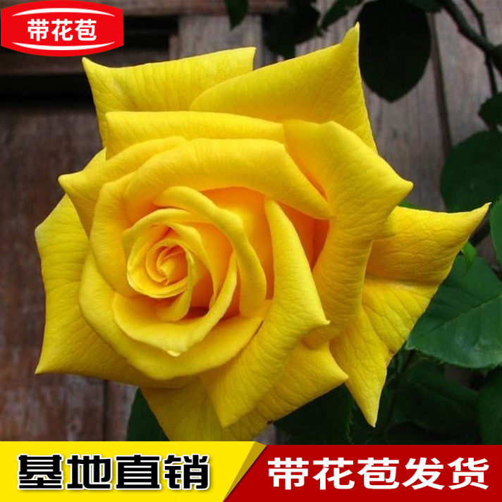 伊芙雪吻浓香月季花大苗四季特大花阳台庭院别墅花卉直立灌木耐热