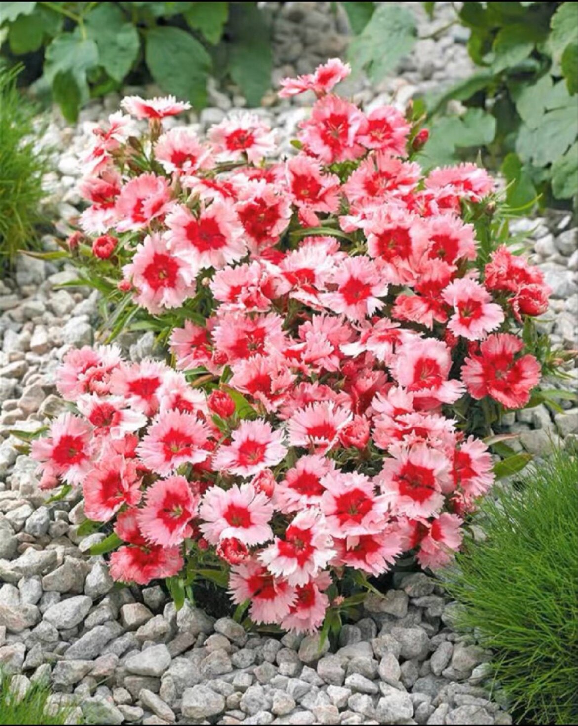 新品石竹冰糕王朝月神旋律宿根耐寒热丰花盆栽花苗适合庭院阳台