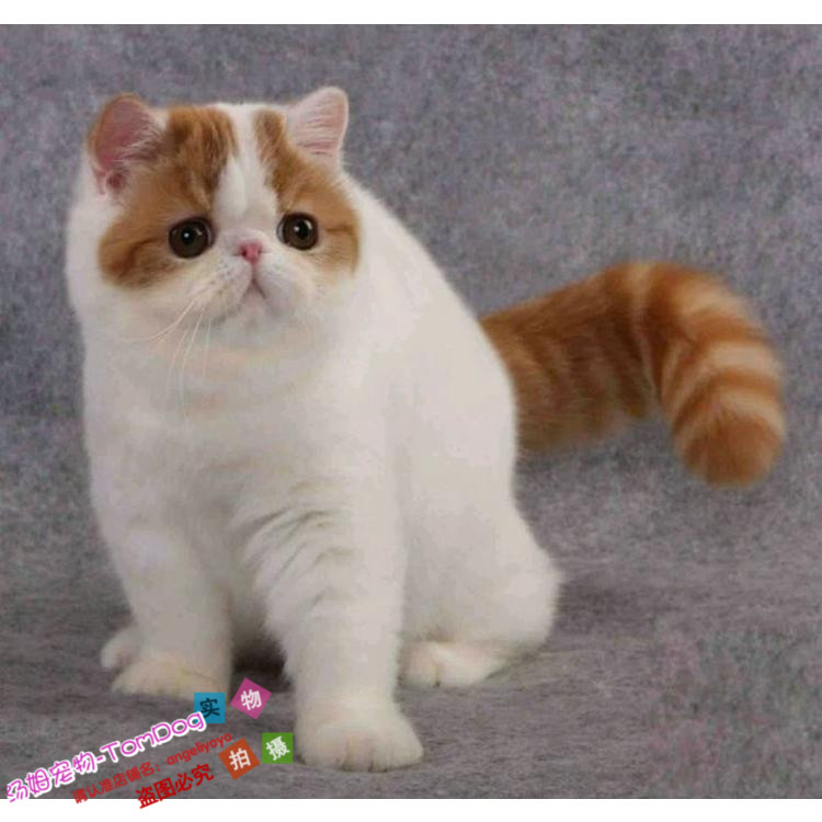 赛级加菲猫幼崽红小胖纯种加菲宠物猫活体红白梵文加菲猫幼猫g