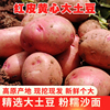 云南新鲜高原红皮黄心大土豆10斤农家自种蔬菜大号马铃薯整箱包邮|ru 云南新鲜高原红皮黄心大土豆10斤农家自种蔬菜大号马铃薯整箱包邮|ru