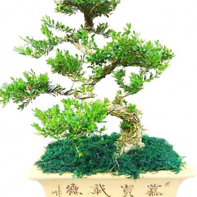 珍珠黄杨盆景老桩