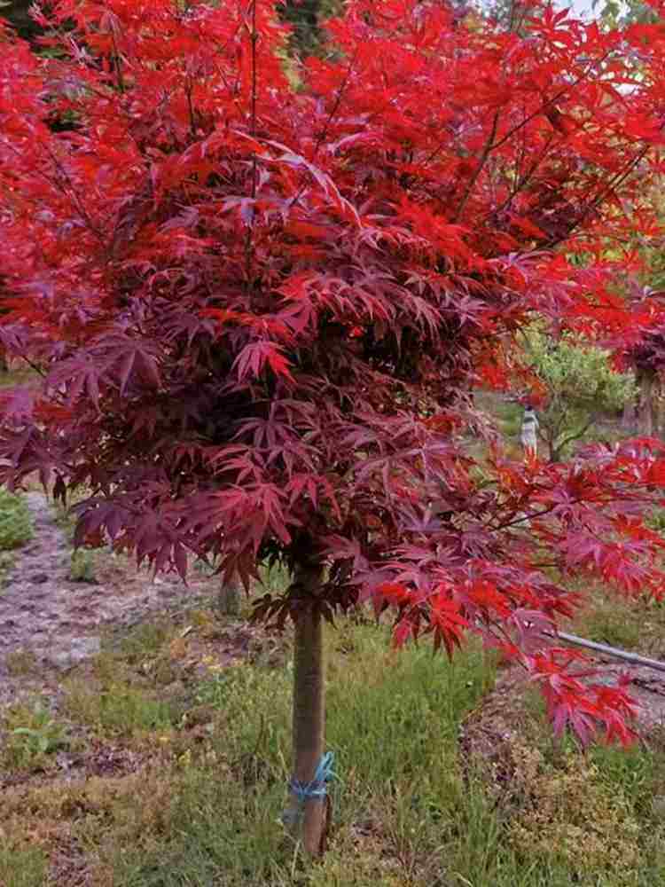 日本红枫比较适合当观赏盆景形态优美,色彩品种也多很多哦,日本红枫
