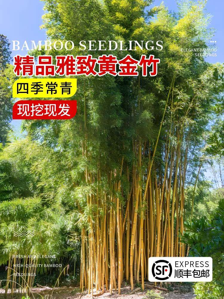 黄金竹(黄金竹是什么竹子)