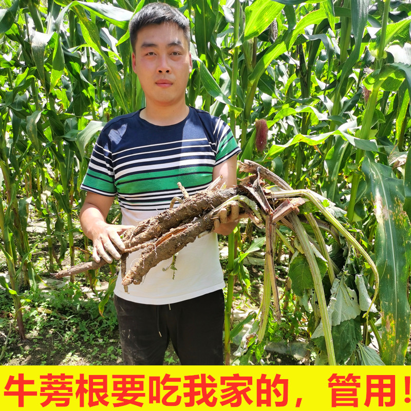 野生现挖新鲜药材牛蒡子根大力子正品泡水煲汤牛蒡茶原料三斤包邮