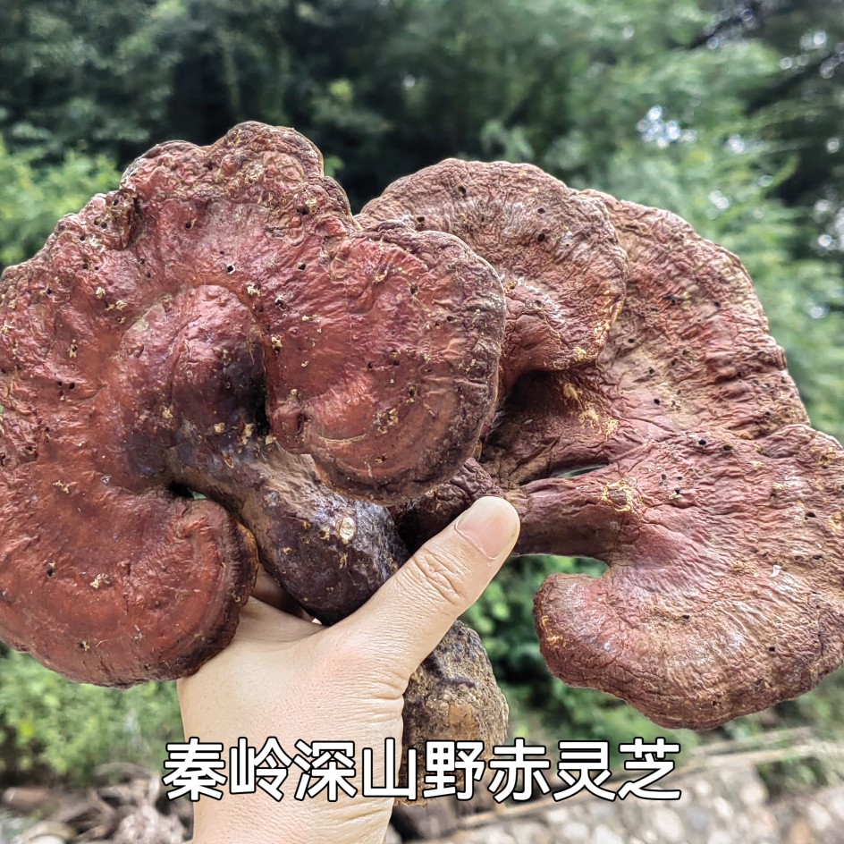 秦岭深山新鲜赤灵芝整枝干货孢子粉泡