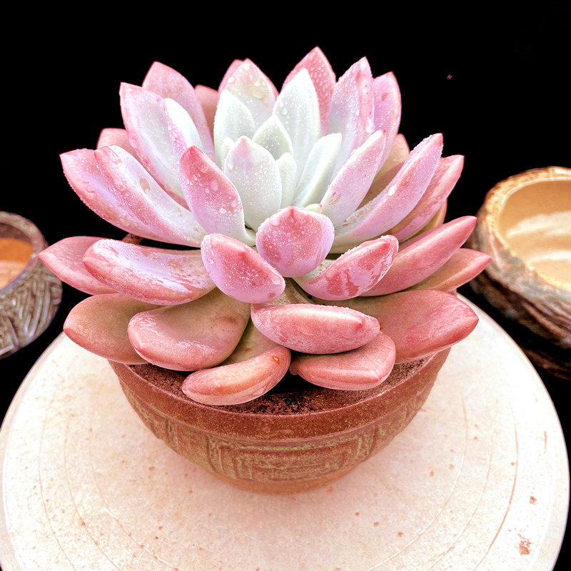 墨墨园艺  奥普琳娜多肉植物 实物拍摄 粉色系多肉植物 实物拍摄