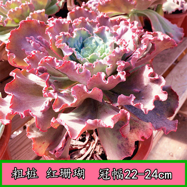 墨墨园艺 多肉植物 红珊瑚 粗桩精控老桩 大冠幅阳台 庭院花卉