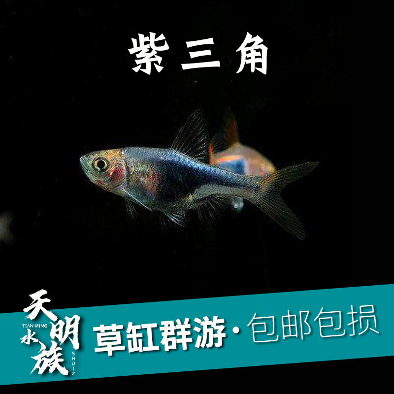 包邮淡水热带鱼紫艳三角灯鱼活体水草混养群游鱼