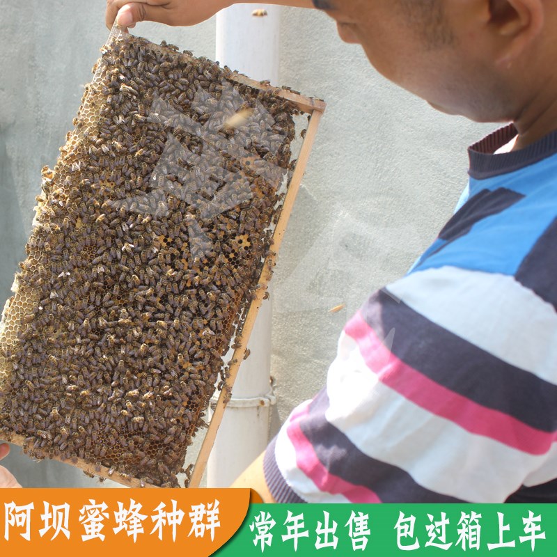 阿坝活体蜜蜂群中蜂有子有蜜包过箱活体蜂群阿坝蜜蜂种群在类目 宠物/宠物食品及用品, 其它宠物, 其它宠物中 - 来自Buy2taobao.com提供专业的淘宝代购服务