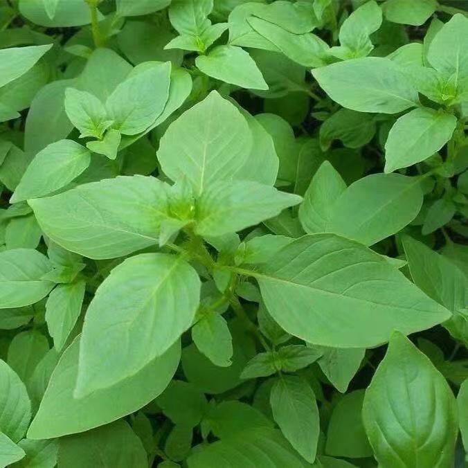 新鲜荆芥菜河南大叶荆芥茎芥菜调味菜蔬菜现摘发货冰鲜包邮