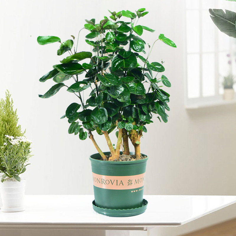 造型金钱兜大型盆栽室内客厅办公室绿植钱多多金钱树好植物盆景