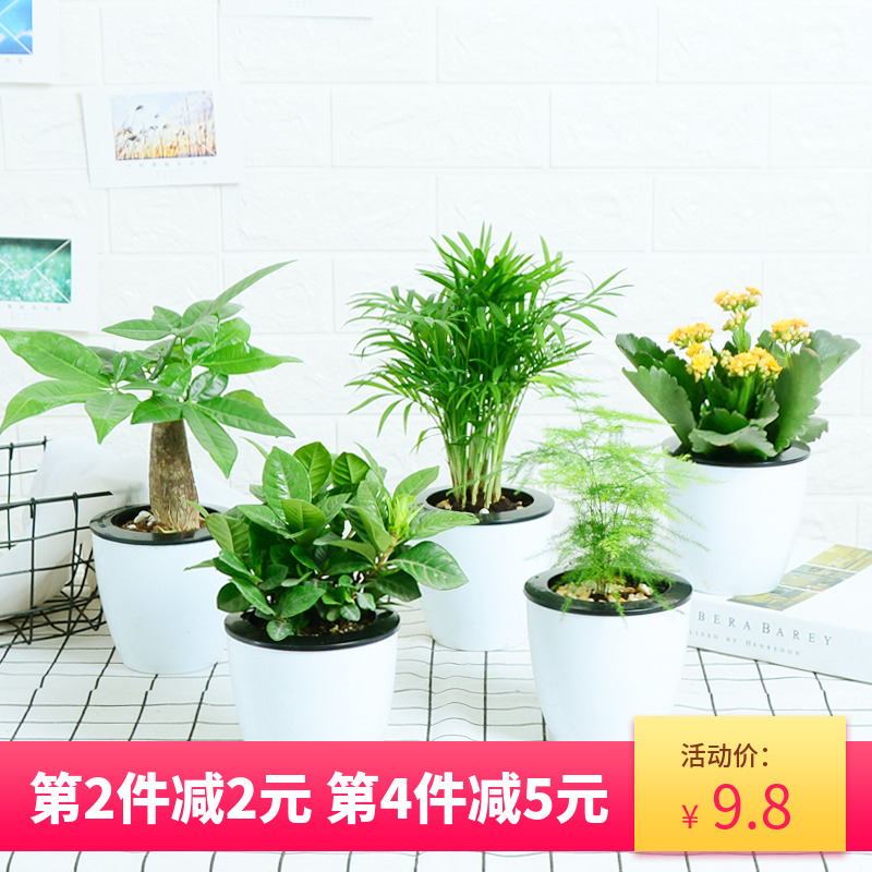 发财树绿萝室内栀子花富贵竹吊兰办公桌小绿植盆栽水培植物四季花