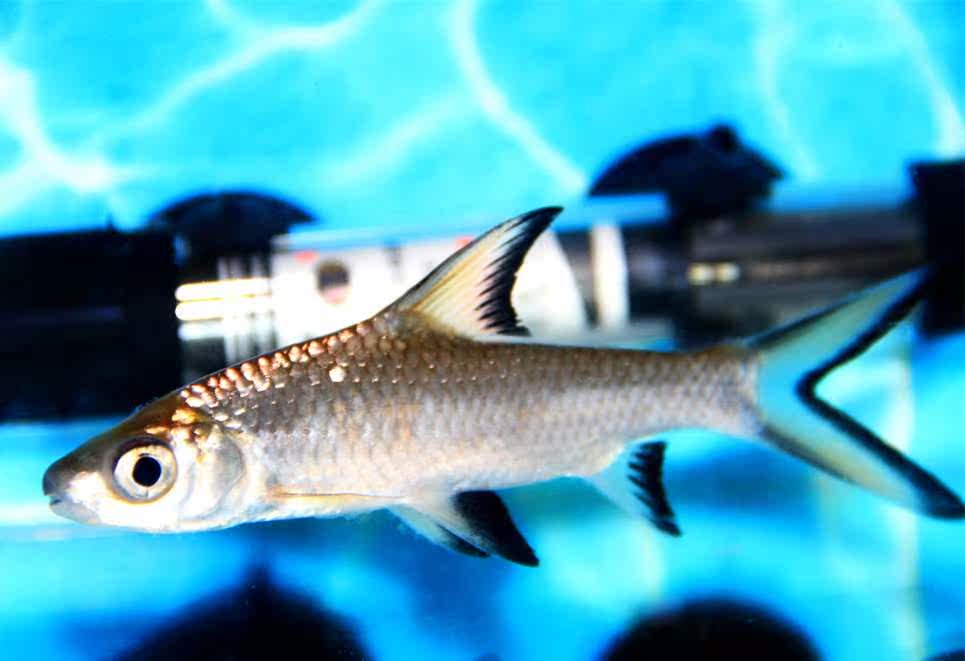 小鲨鱼活体_【好养鱼】热带观赏鱼银鲨彩虹鲨粉红鲨小鲨鱼观赏鲨工具