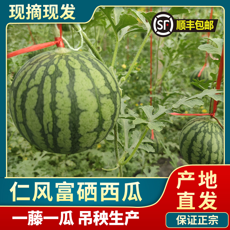 山东 济南济阳仁风富硒西瓜水产肉类/新鲜蔬果/熟食西瓜更新时间:2022
