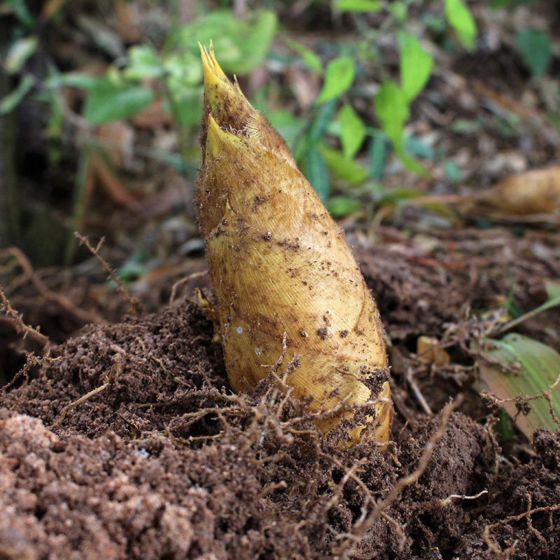 湖南冬笋新鲜