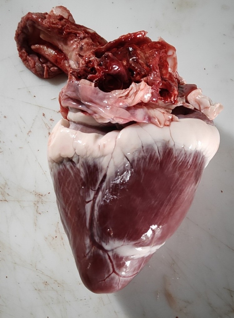 吉林省新鲜鹿心500g起活杀速冻保温箱加冰带顺丰空运包邮内脏心脾