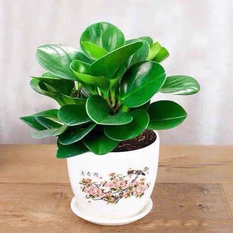 豆瓣绿盆栽青叶碧玉四季常青吸甲醛办公室室内绿植