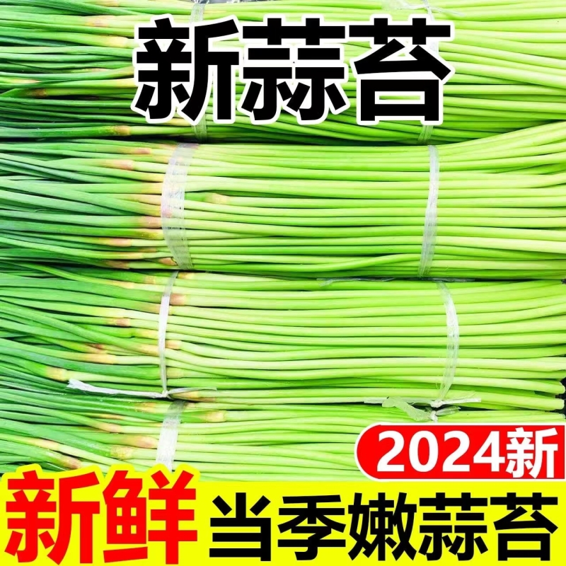 山东产地直销新鲜蒜苔红帽绿蒜苔新鲜现采现发