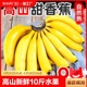 高山甜香蕉新鲜9斤水果当季现摘芭蕉小米蕉大香焦批发整箱自然熟