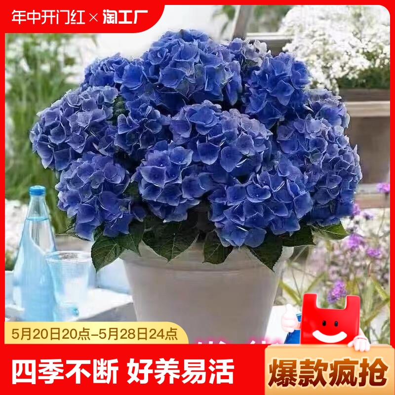 绣球花苗植物无尽夏开花好养的花四季不断盆栽花卉植物室内易养活