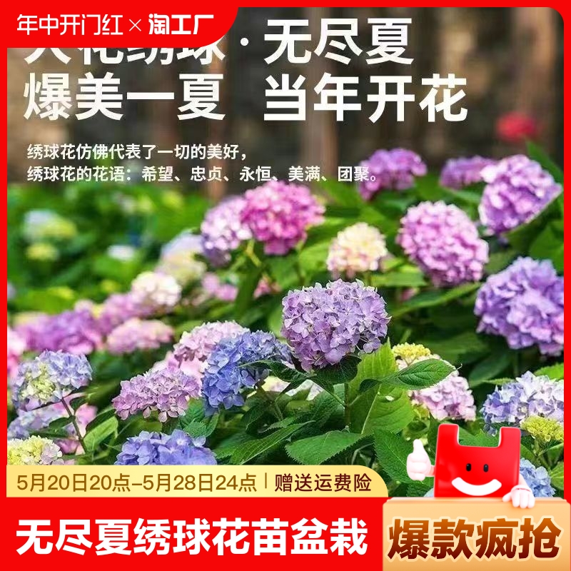 无尽夏绣球花苗盆栽室内花卉玫瑰花苗四季开花好养绿植物庭院室外