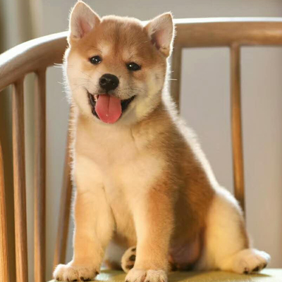 日本柴犬活体纯种幼犬日系秋田幼崽中小型家庭犬黑色小柴犬宠物狗