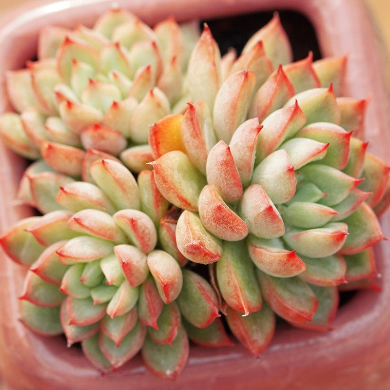 女雏群生吉娃娃办公室多肉植物组合肉肉花卉园艺盆栽01_4折现价3.04元