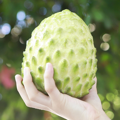 台湾牛奶释迦果带箱6斤新鲜凤梨水果林檎佛头大果当季番荔枝包邮5