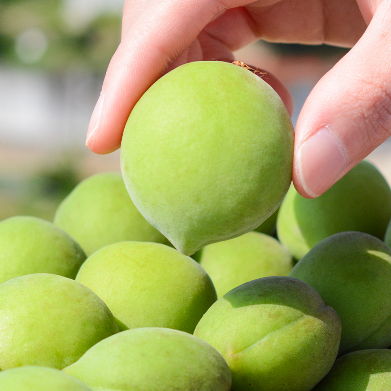 特大果 10斤诏安青梅鲜果新鲜水果泡酒酵素果子现货整箱正品包邮5