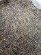 茶叶梗猫砂去味无尘吸水除臭5斤10斤装去除异味自动猫砂盆用短梗